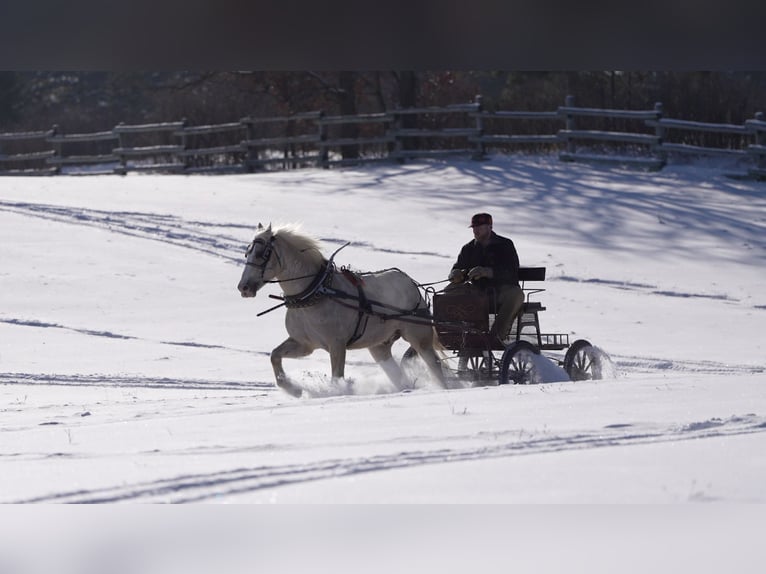Draft Horse Mix Castrone 6 Anni 163 cm Palomino in Nevis