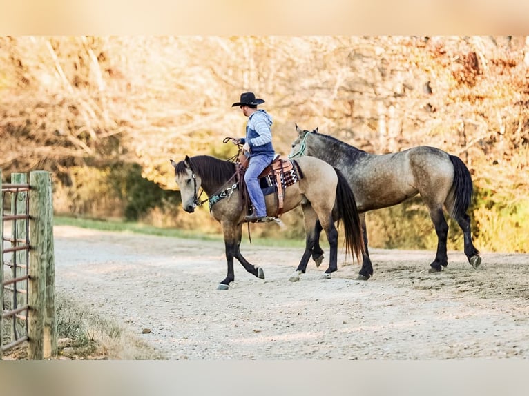 Draft Horse Castrone 6 Anni 163 cm Pelle di daino in Santa Fe TN