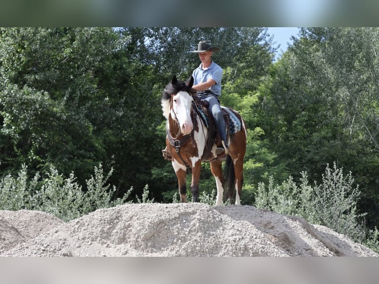 Draft Horse Mix Castrone 6 Anni 163 cm Pezzato in Grass Lake