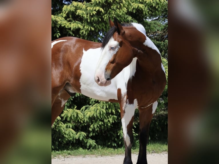 Draft Horse Mix Castrone 6 Anni 163 cm Pezzato in Grass Lake