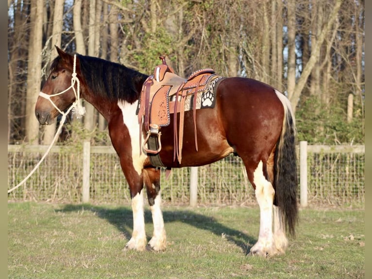 Draft Horse Mix Castrone 6 Anni 163 cm in Tabernacle, NJ