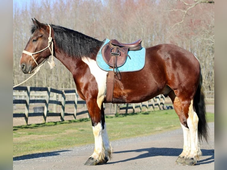 Draft Horse Mix Castrone 6 Anni 163 cm in Tabernacle, NJ