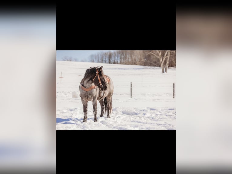 Draft Horse Mix Castrone 6 Anni 163 cm Roano blu in Andover