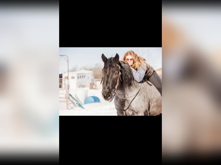 Draft Horse Mix Castrone 6 Anni 163 cm Roano blu in Andover