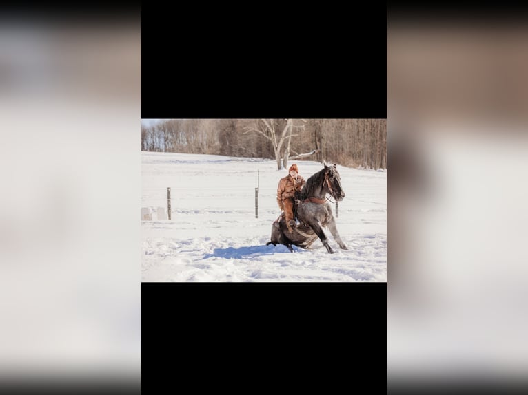 Draft Horse Mix Castrone 6 Anni 163 cm Roano blu in Andover