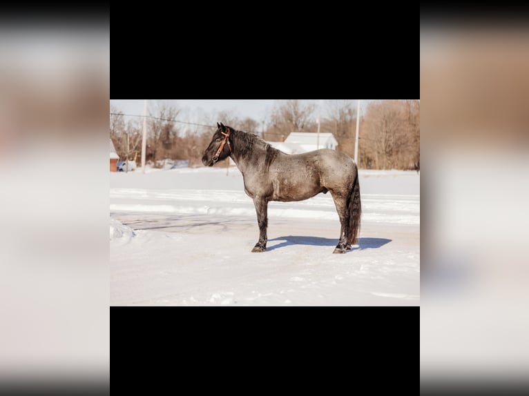 Draft Horse Mix Castrone 6 Anni 163 cm Roano blu in Andover