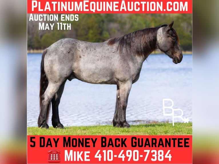 Draft Horse Castrone 6 Anni 163 cm Roano blu in Mountain Grove MO