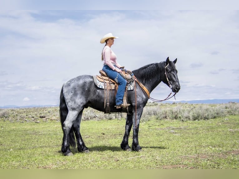 Draft Horse Mix Castrone 6 Anni 163 cm Roano blu in Saint Anthony, ID
