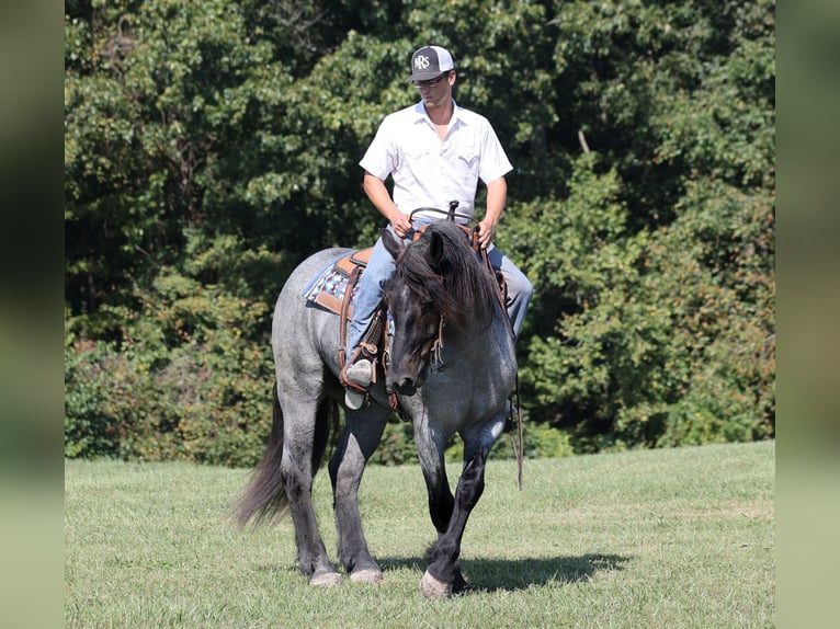 Draft Horse Castrone 6 Anni 163 cm Roano blu in Mount Vernon