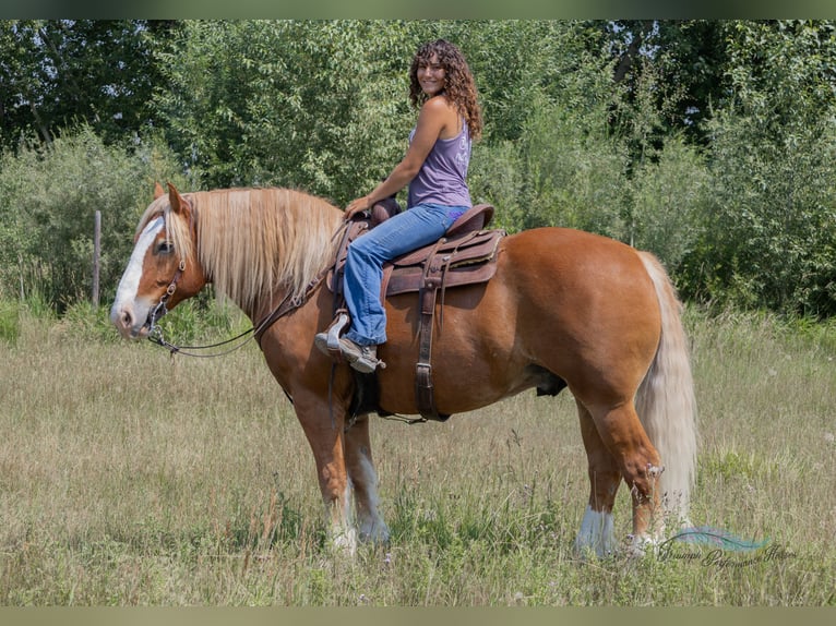 Draft Horse Mix Castrone 6 Anni 163 cm Sauro scuro in Hamilton