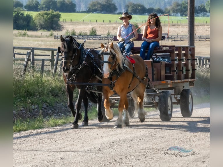Draft Horse Mix Castrone 6 Anni 163 cm Sauro scuro in Hamilton