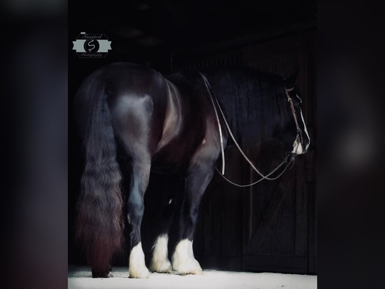 Draft Horse Castrone 6 Anni 163 cm Tobiano-tutti i colori in Hadinsburg IN