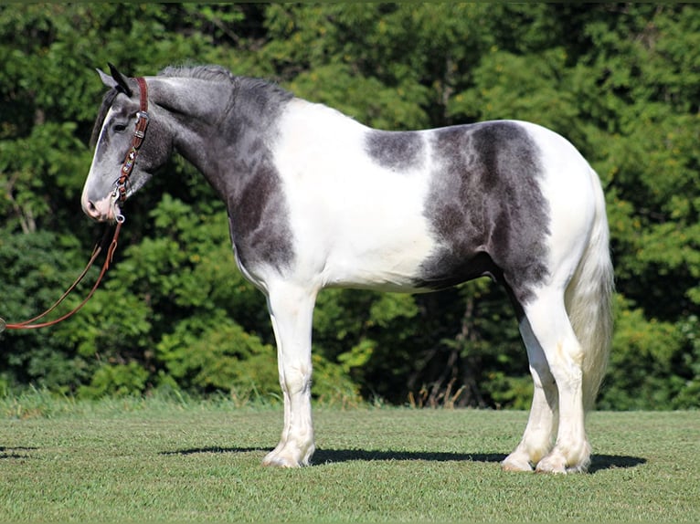 Draft Horse Castrone 6 Anni 163 cm Tobiano-tutti i colori in Brodhead Ky
