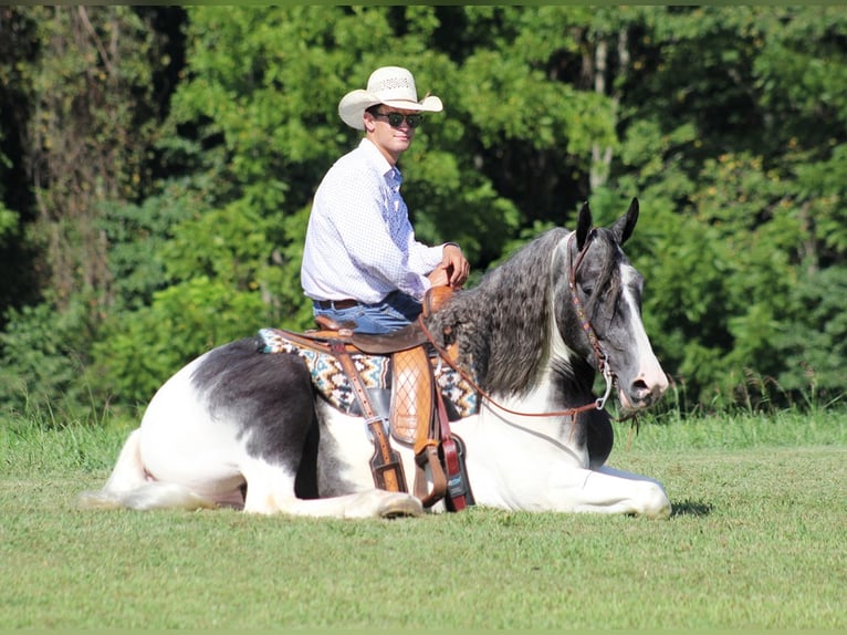 Draft Horse Castrone 6 Anni 163 cm Tobiano-tutti i colori in Brodhead Ky