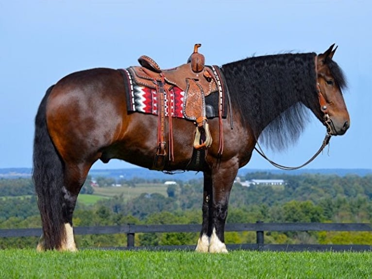 Draft Horse Castrone 6 Anni 165 cm Baio ciliegia in Wooster OH