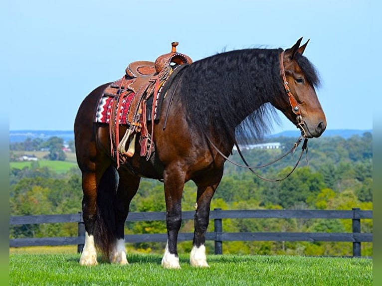 Draft Horse Castrone 6 Anni 165 cm Baio ciliegia in Wooster OH