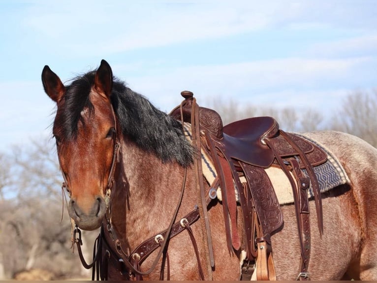 Draft Horse Castrone 6 Anni 165 cm Baio roano in Graham TX