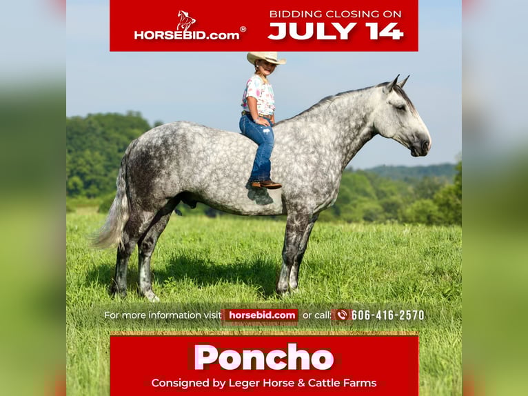 Draft Horse Mix Castrone 6 Anni 165 cm Grigio pezzato in Crab Orchard, KY