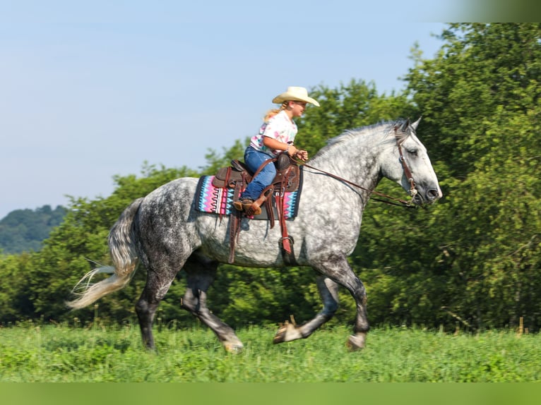 Draft Horse Mix Castrone 6 Anni 165 cm Grigio pezzato in Crab Orchard, KY