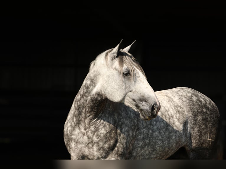 Draft Horse Mix Castrone 6 Anni 165 cm Grigio pezzato in Crab Orchard, KY