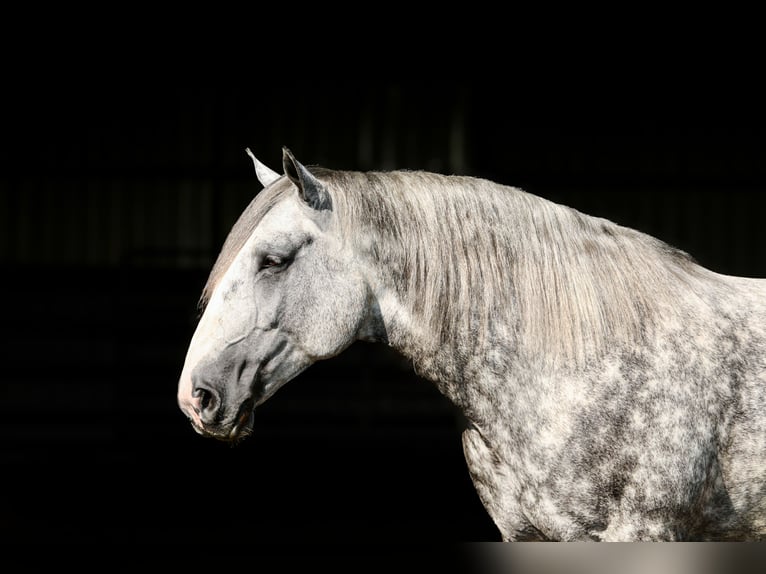 Draft Horse Mix Castrone 6 Anni 165 cm Grigio pezzato in Crab Orchard, KY