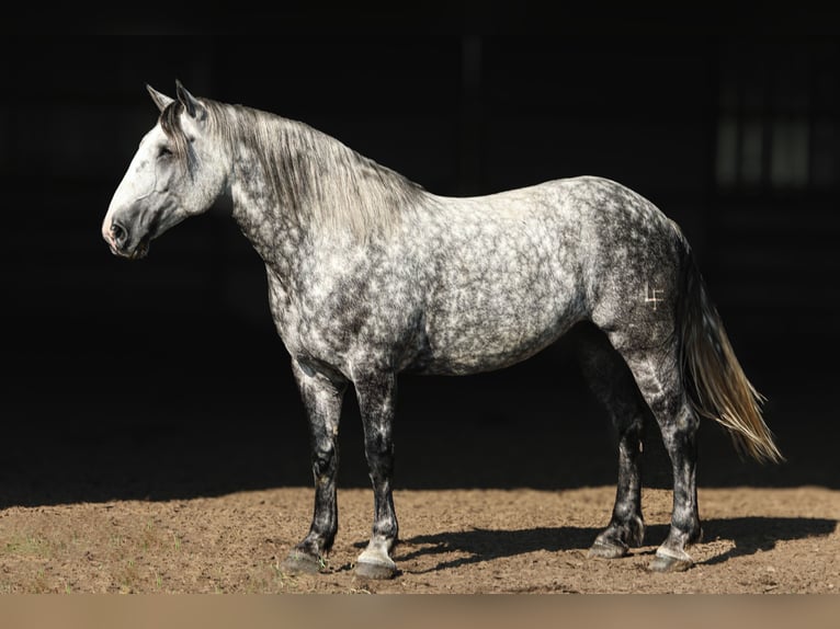 Draft Horse Mix Castrone 6 Anni 165 cm Grigio pezzato in Crab Orchard, KY