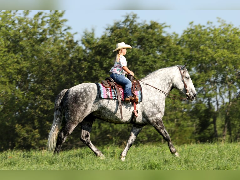 Draft Horse Mix Castrone 6 Anni 165 cm Grigio pezzato in Crab Orchard, KY