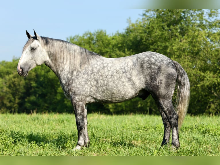 Draft Horse Mix Castrone 6 Anni 165 cm Grigio pezzato in Crab Orchard, KY