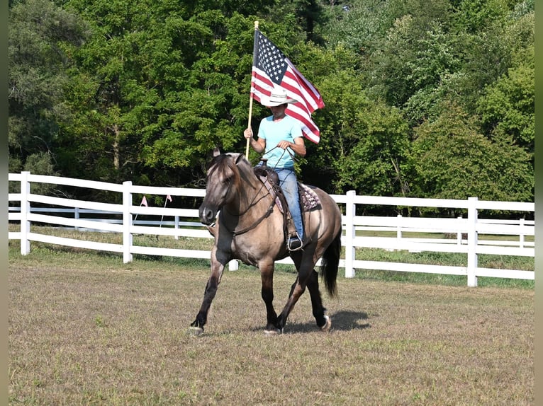 Draft Horse Castrone 6 Anni 165 cm Grullo in Shipshewana, IN