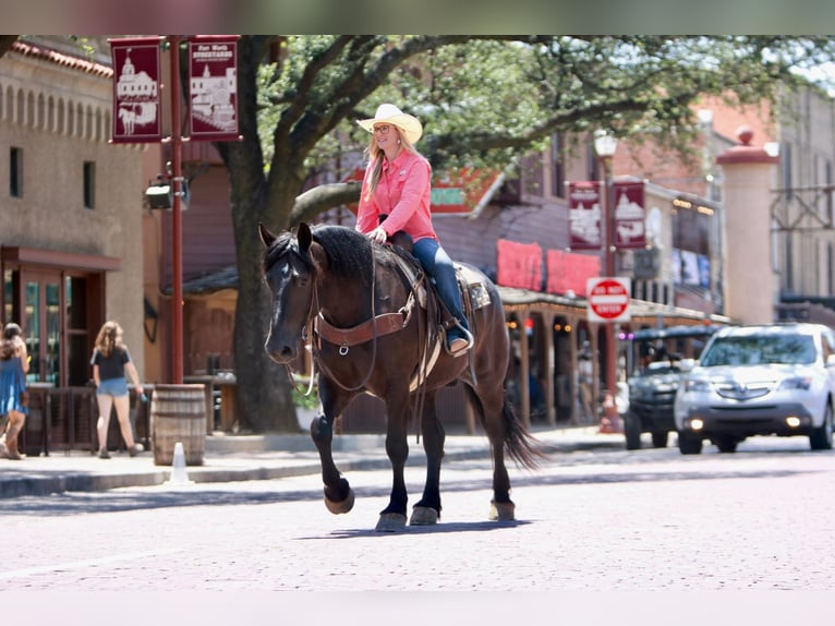 Draft Horse Castrone 6 Anni 165 cm Morello in Joshua TX