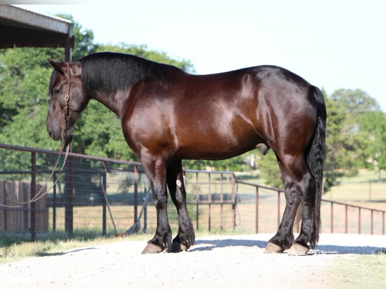 Draft Horse Castrone 6 Anni 165 cm Morello in Joshua TX