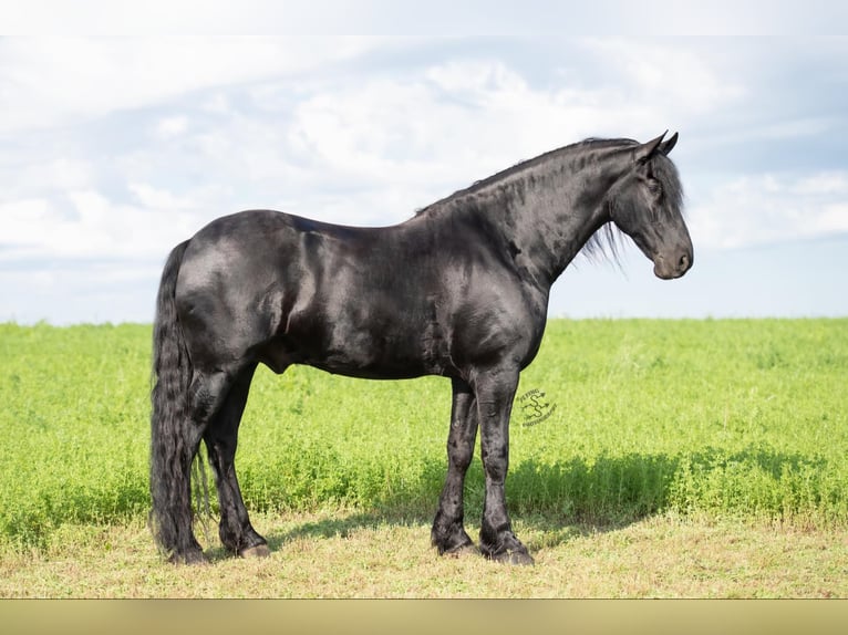 Draft Horse Castrone 6 Anni 165 cm Morello in FAIRBANK, IA