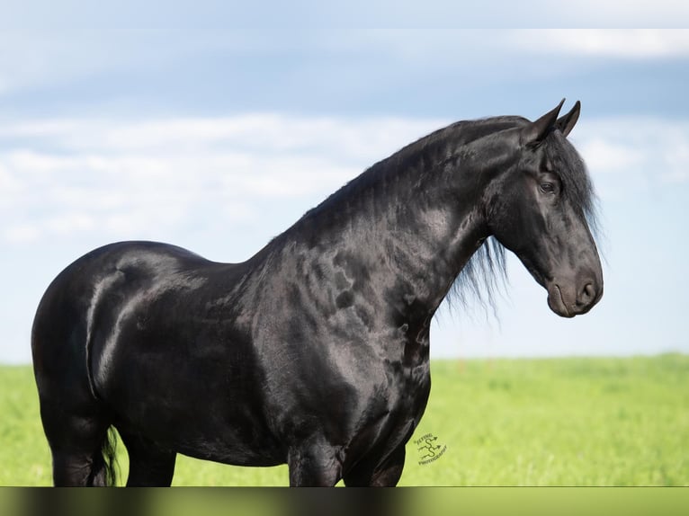 Draft Horse Castrone 6 Anni 165 cm Morello in FAIRBANK, IA