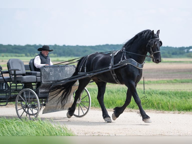 Draft Horse Castrone 6 Anni 165 cm Morello in FAIRBANK, IA