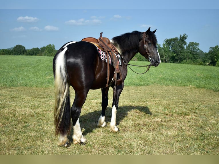 Draft Horse Mix Castrone 6 Anni 165 cm in Crab Orchard, KY