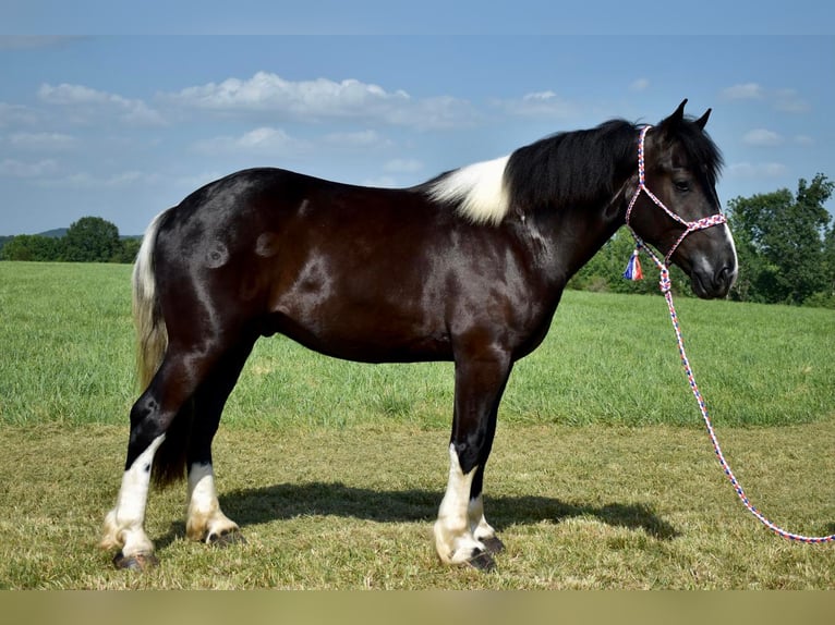 Draft Horse Mix Castrone 6 Anni 165 cm in Crab Orchard, KY