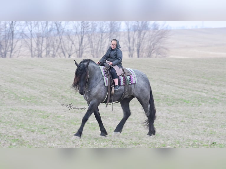 Draft Horse Castrone 6 Anni 165 cm Roano blu in Fairbank, IA