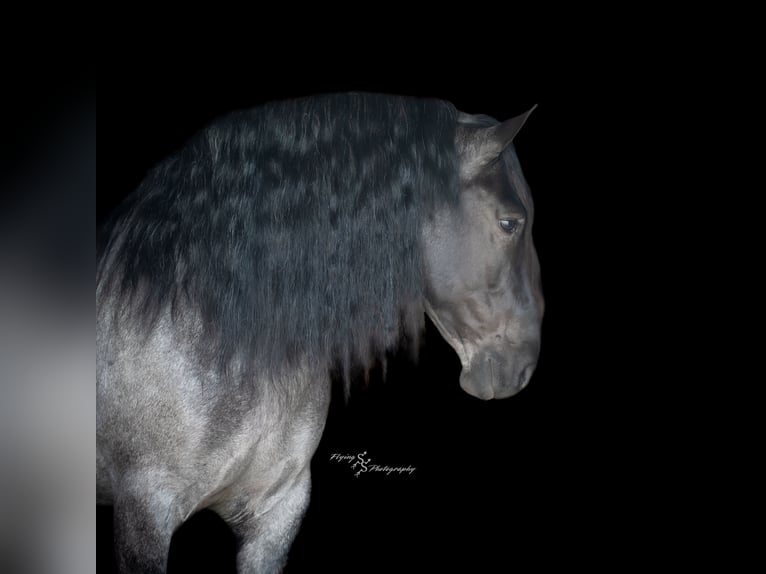 Draft Horse Castrone 6 Anni 165 cm Roano blu in Fairbank, IA