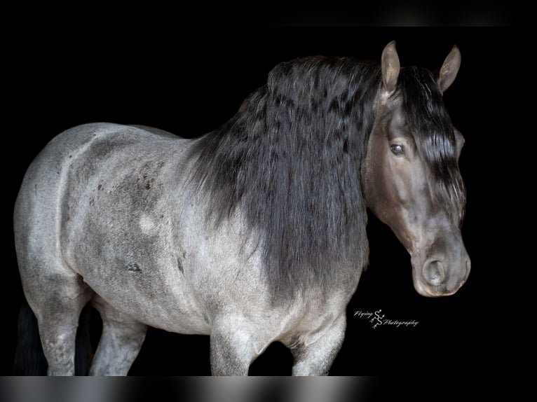 Draft Horse Castrone 6 Anni 165 cm Roano blu in Fairbank, IA