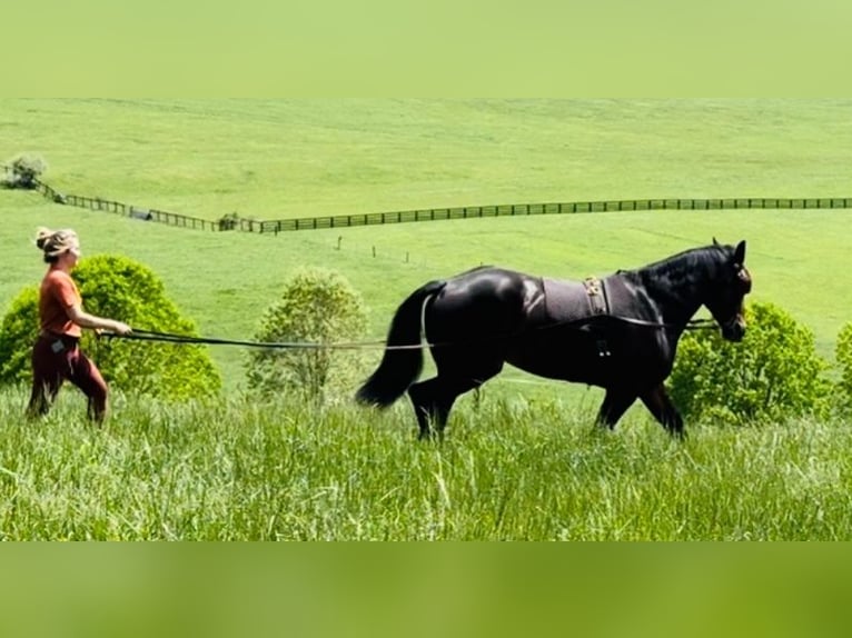 Draft Horse Castrone 6 Anni 168 cm Baio ciliegia in Atglen