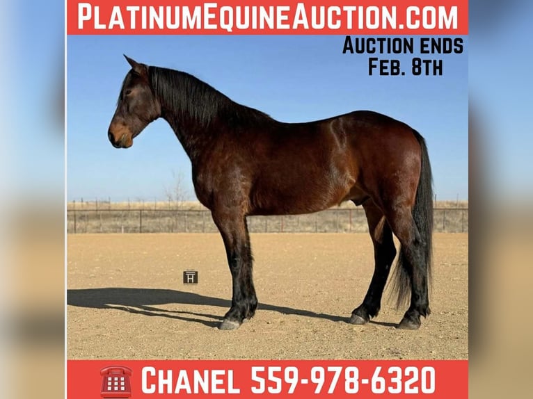 Draft Horse Castrone 6 Anni 168 cm Baio ciliegia in Jacksboro TX