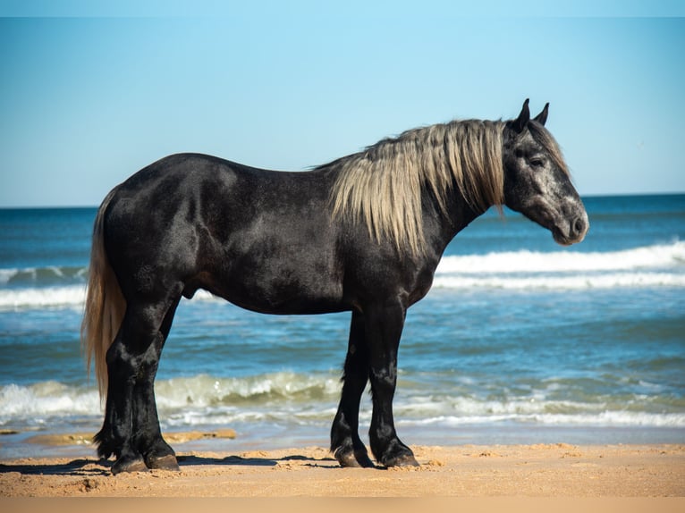 Draft Horse Mix Castrone 6 Anni 168 cm Grigio in Ocala