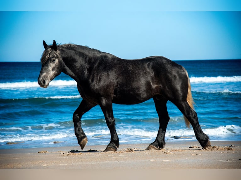 Draft Horse Mix Castrone 6 Anni 168 cm Grigio in Ocala