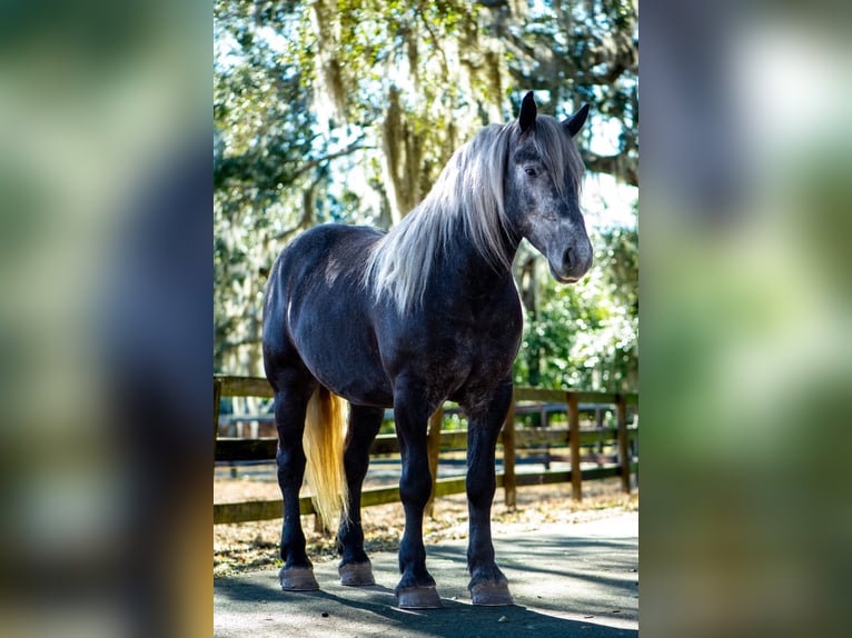 Draft Horse Mix Castrone 6 Anni 168 cm Grigio in Ocala