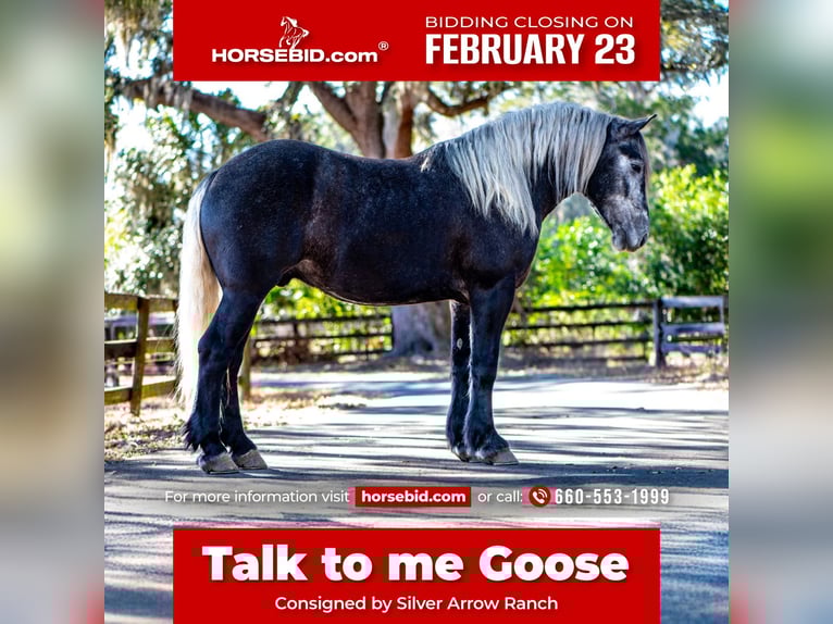 Draft Horse Mix Castrone 6 Anni 168 cm Grigio in Ocala