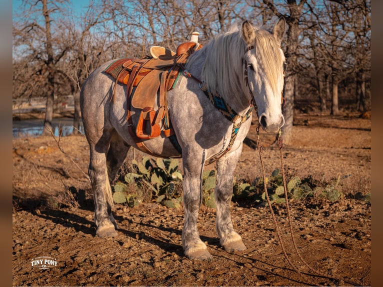 Draft Horse Castrone 6 Anni 168 cm Grigio pezzato in Jacksboro