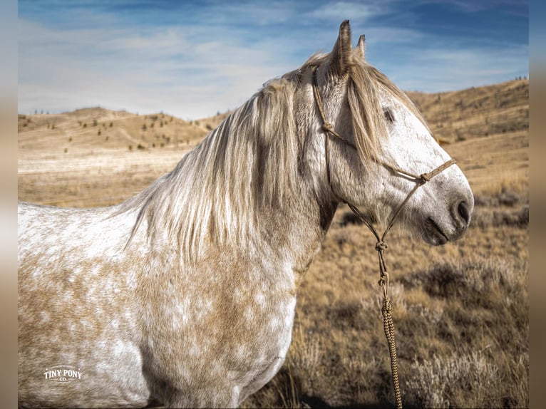 Draft Horse Castrone 6 Anni 168 cm Grigio pezzato in Jacksboro