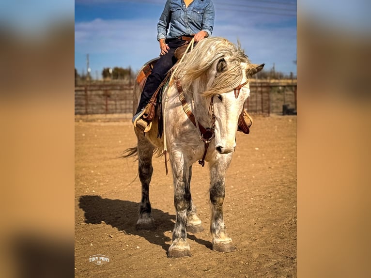 Draft Horse Castrone 6 Anni 168 cm Grigio pezzato in Jacksboro