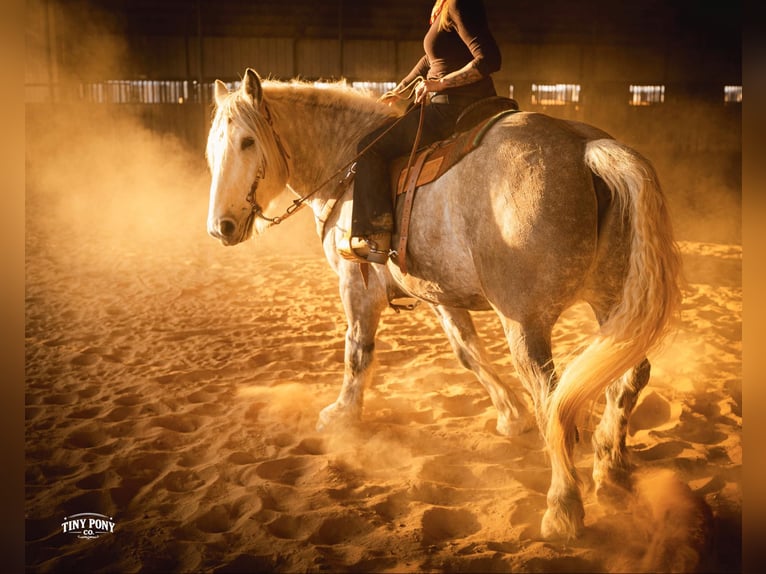 Draft Horse Castrone 6 Anni 168 cm Grigio pezzato in Jacksboro