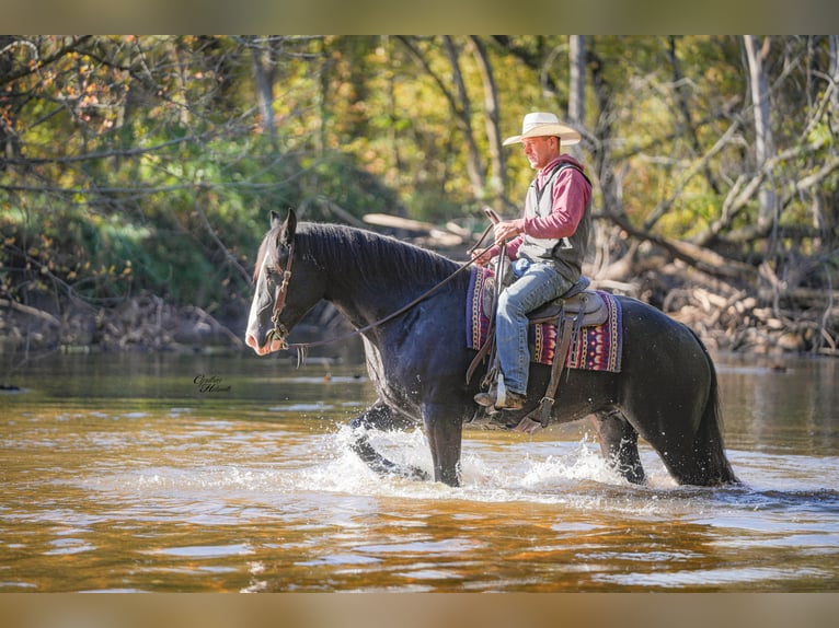 Draft Horse Mix Castrone 6 Anni 168 cm Morello in Fairbank